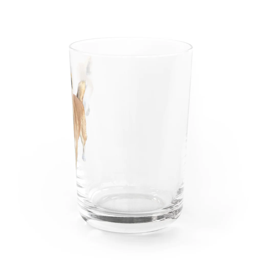 高速道路屋さんのツリ目犬 Water Glass :right