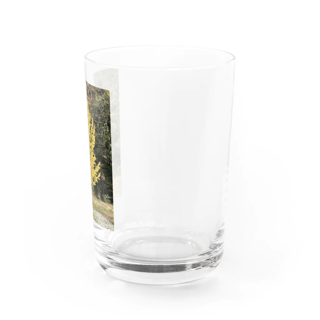 enjoy life shopの安曇野のイチョウの写真グッズ Water Glass :right
