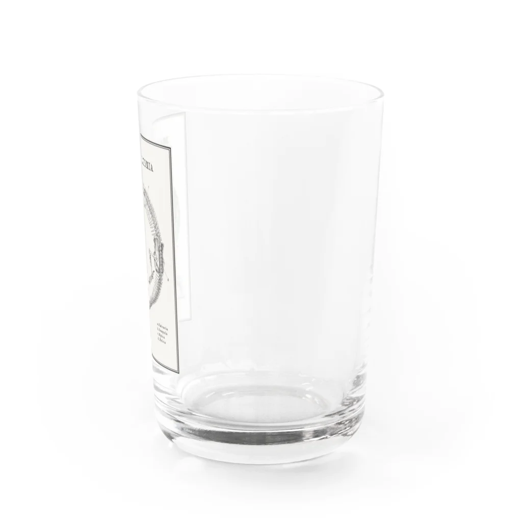 THOUGHT -STORE in Suzuri-のDRACO ANATOMIA Water Glass :right