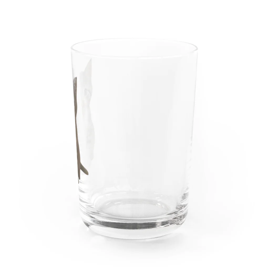 ちびえりshopの見つめる仔猫 Water Glass :right