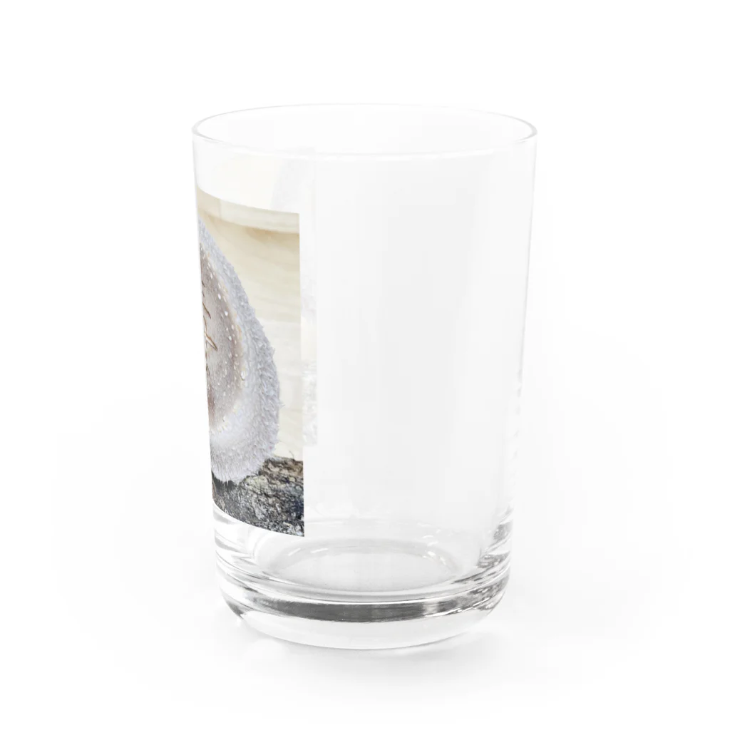 Awajinokinokoya_okudaの【原木椎茸アート - 毒】 Water Glass :right