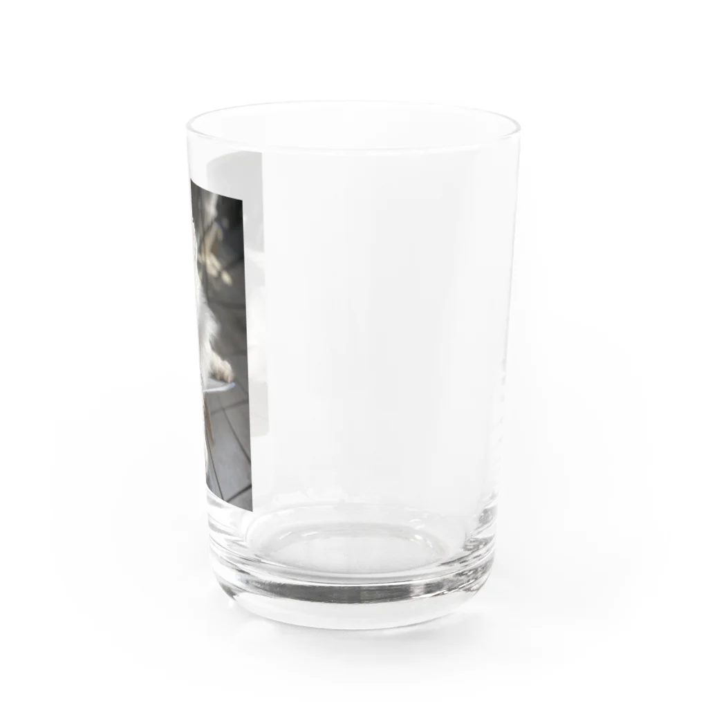 i-tooonの長毛猫の一種を紹介 Water Glass :right