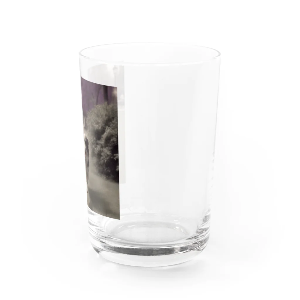 _ryosuke_tvの愛犬 Water Glass :right