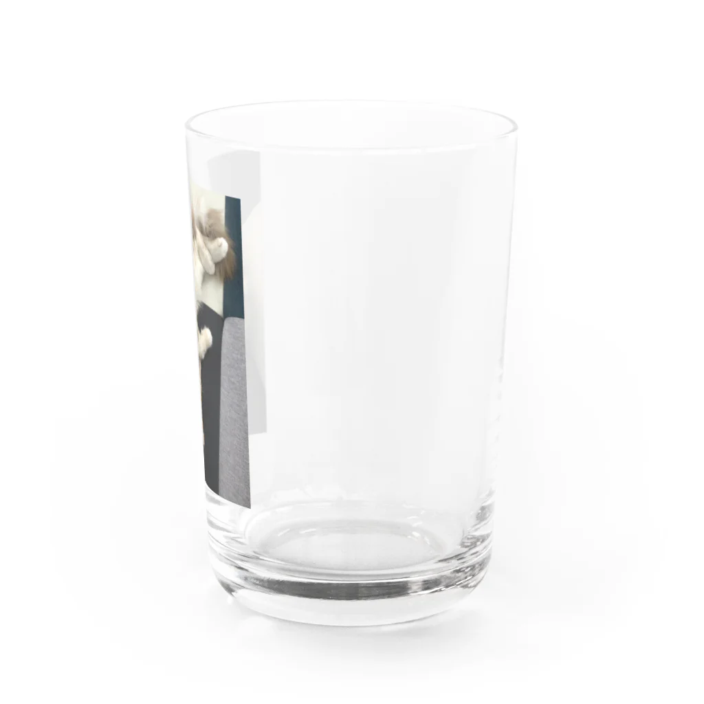 吾輩はベルである。ショップの福猫ベルちゃんの開運グッズ Water Glass :right