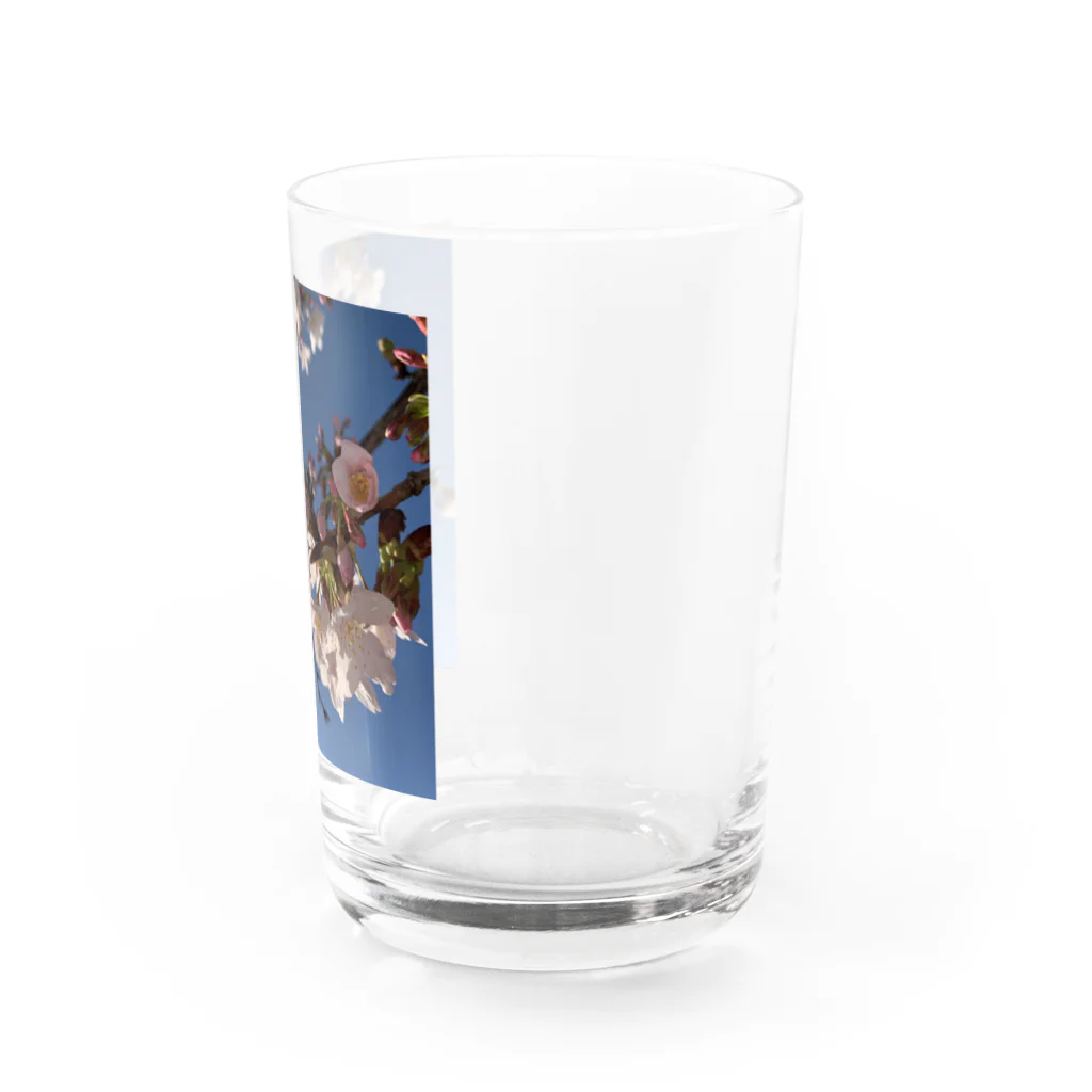 なうのさくら Water Glass :right