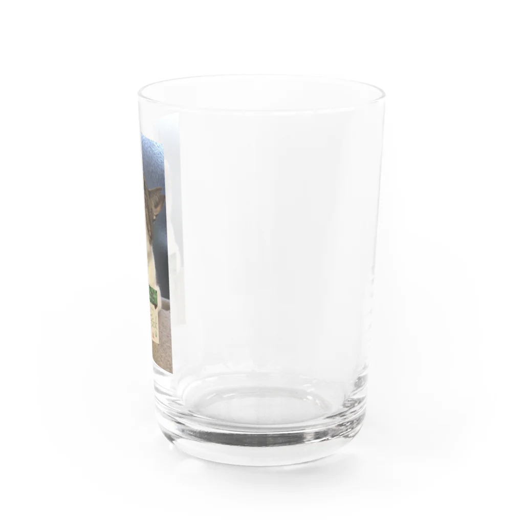 SHABBAT MOON のSHABBAT CAT Water Glass :right