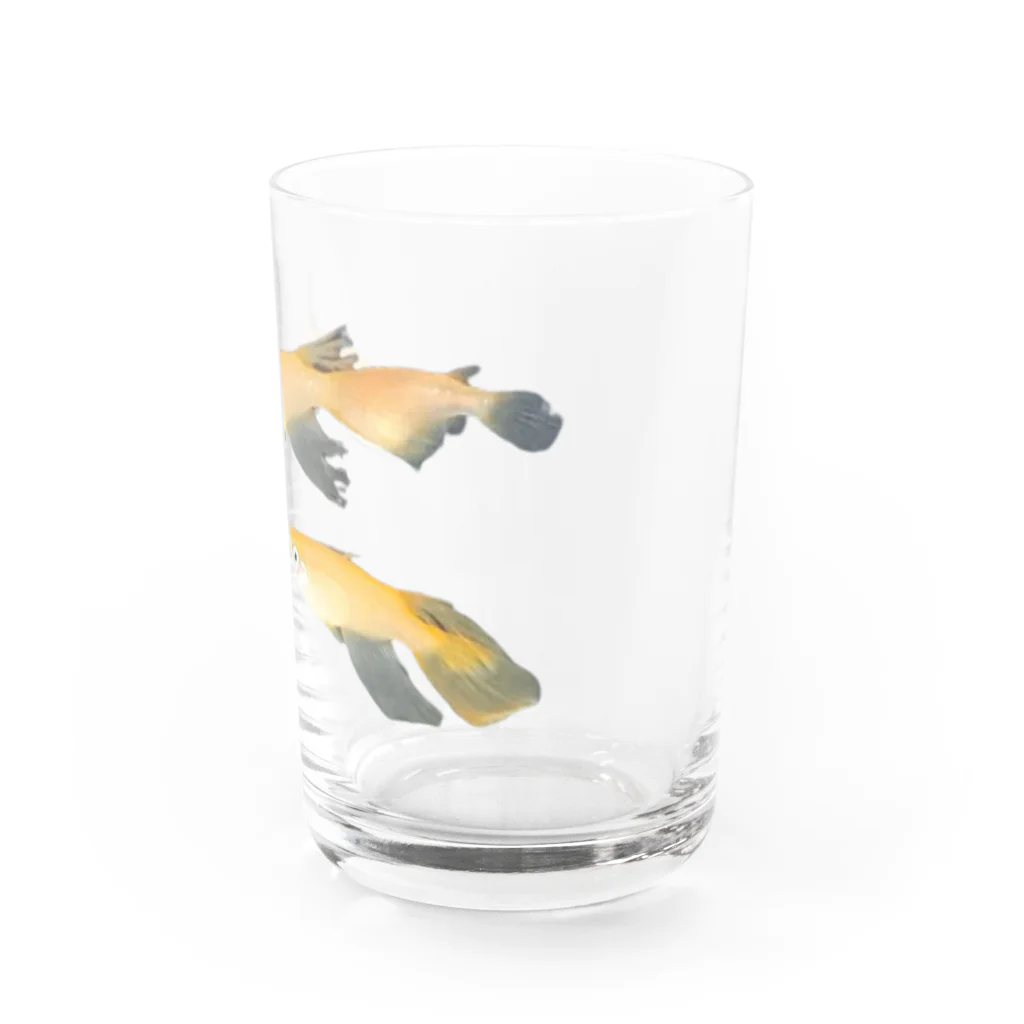 negiNegiの三匹のメダカ（楊貴妃） Water Glass :right