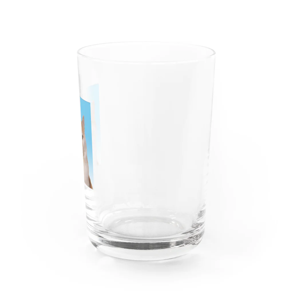 ギズモと琥珀の証明写真 Water Glass :right