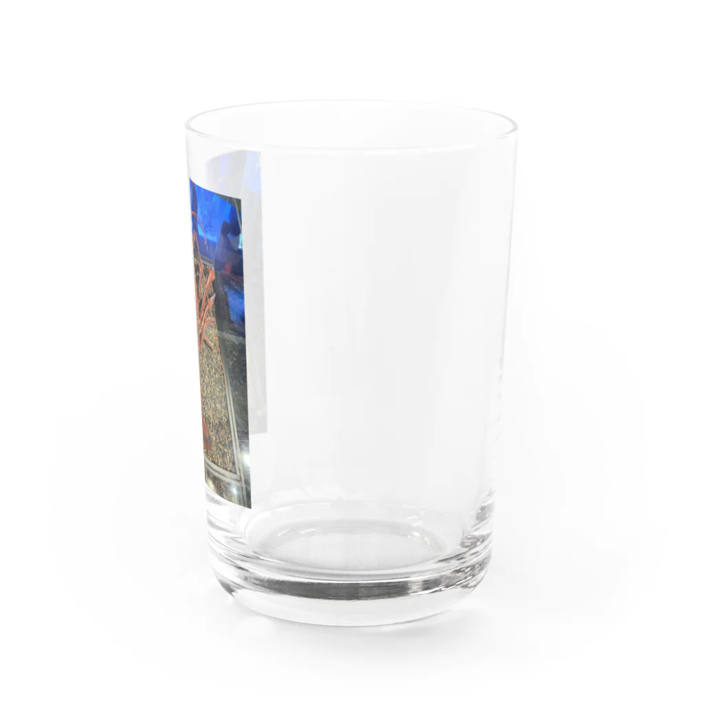 てぃっちゃんの伊勢海老 Water Glass :right