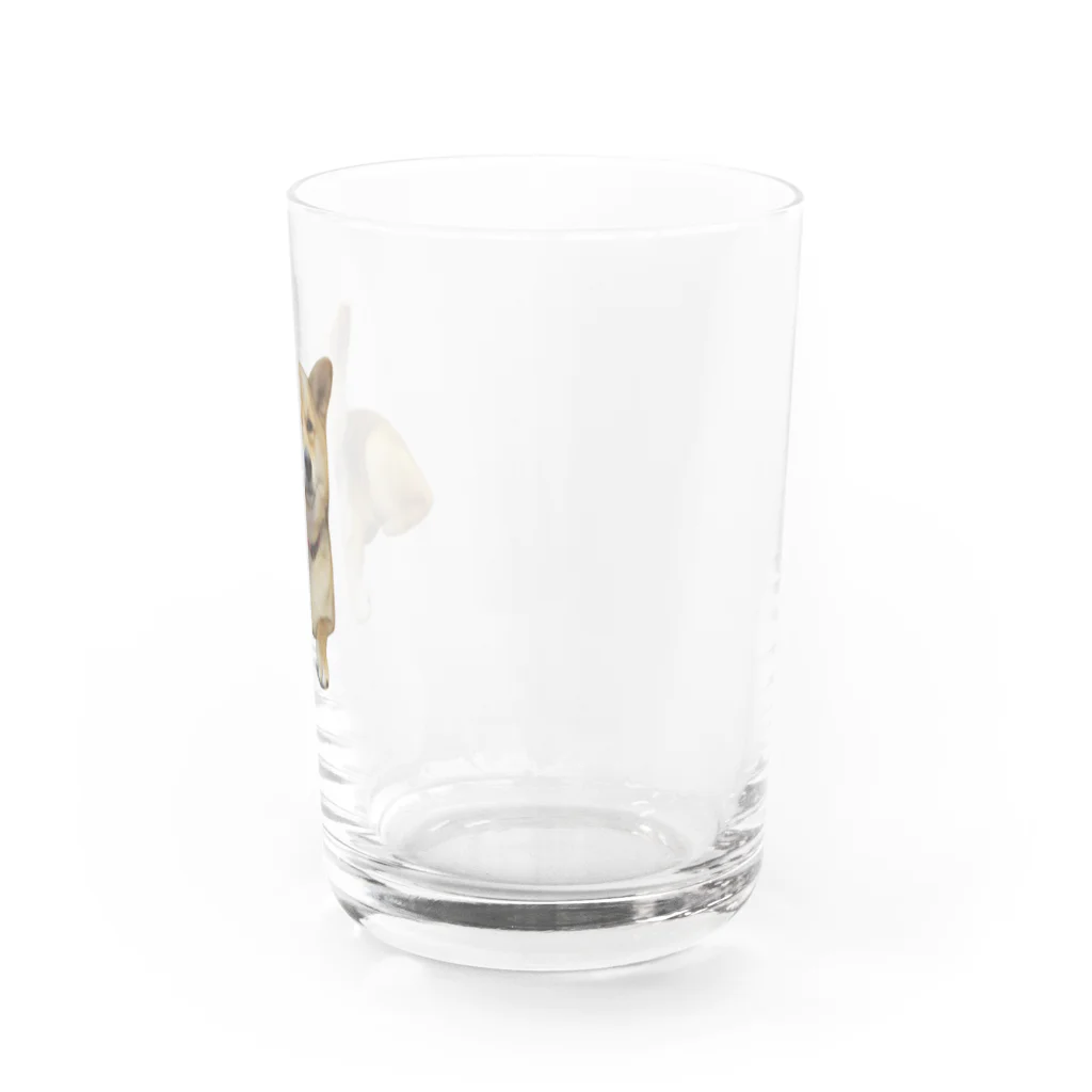 panchanphotoanimalsの豆柴こまりのグラス Water Glass :right