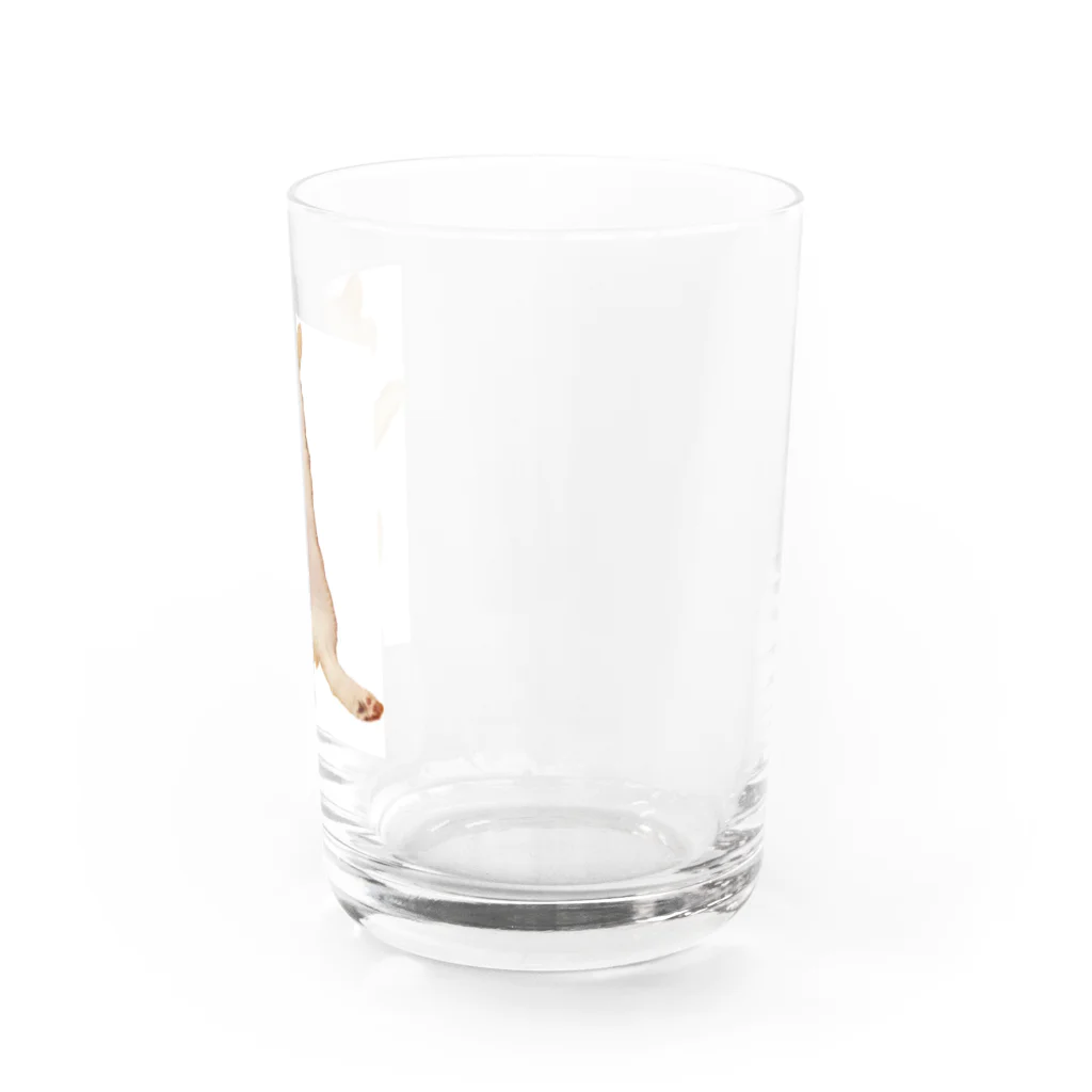 saiakunの今日も元気なハオchanのチャームポイント Water Glass :right