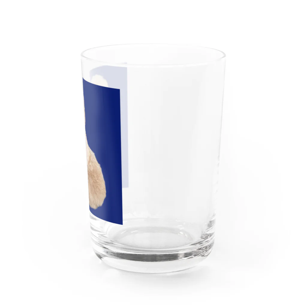 chiro2015のトイプードルのチロ君♂ Water Glass :right