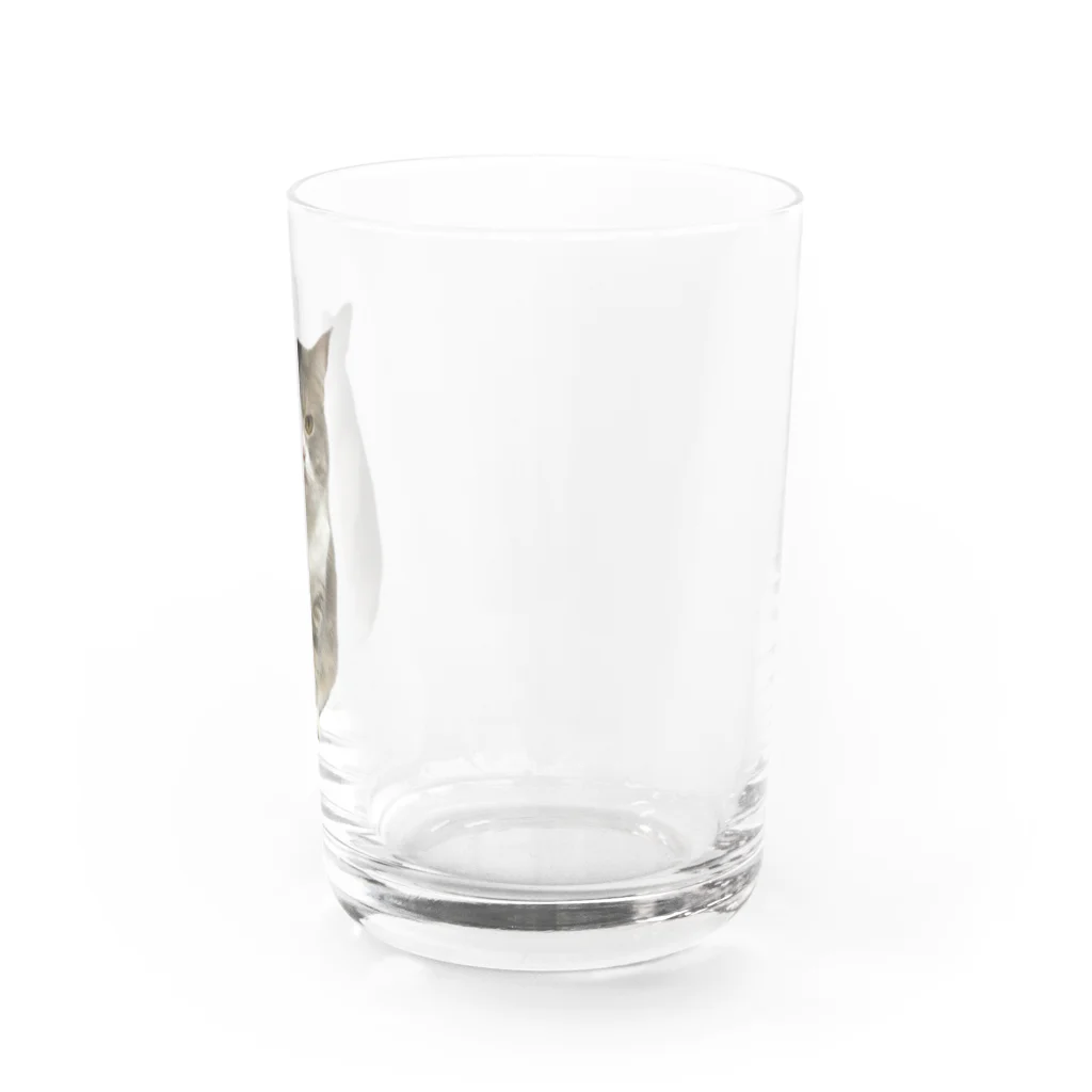 むっちり猫のむっちり丸の不機嫌な美猫 ミロ姫 Water Glass :right