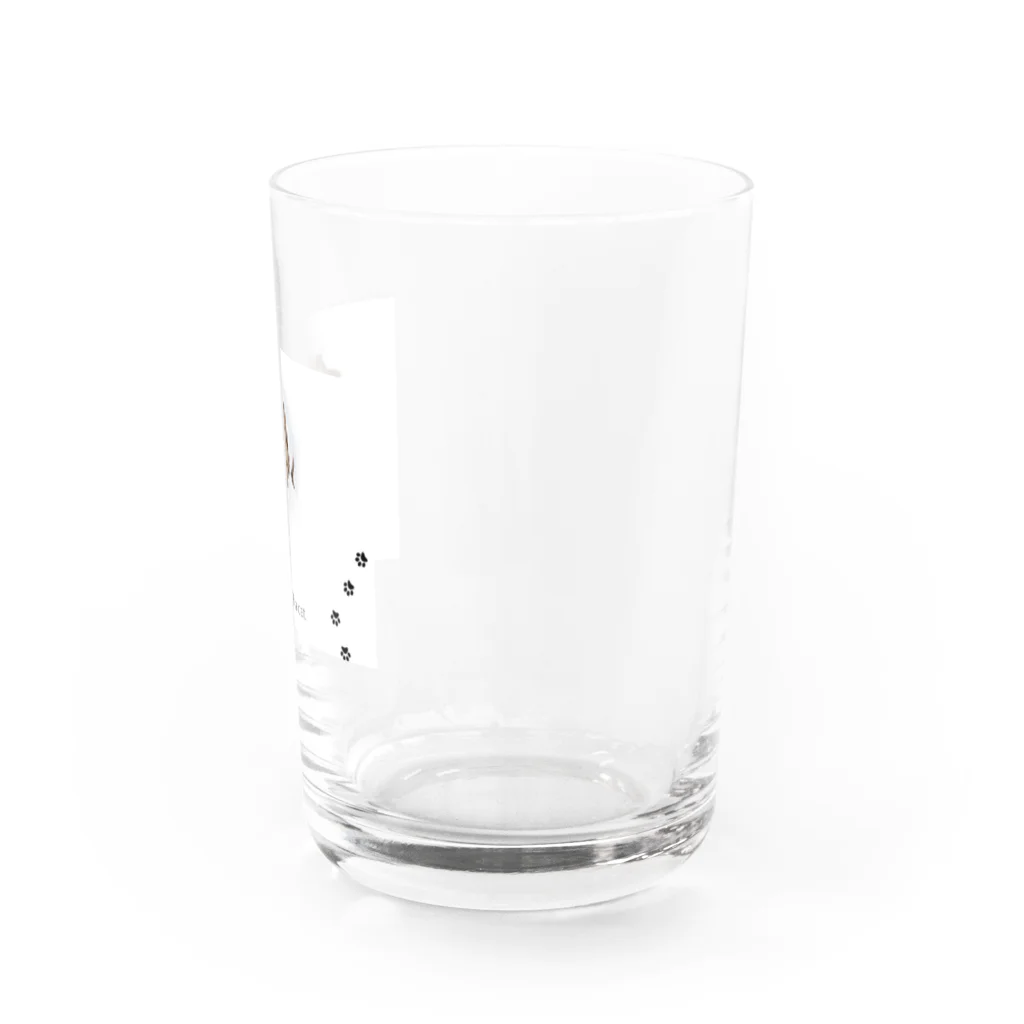 CaTsのふんわりネコ Water Glass :right