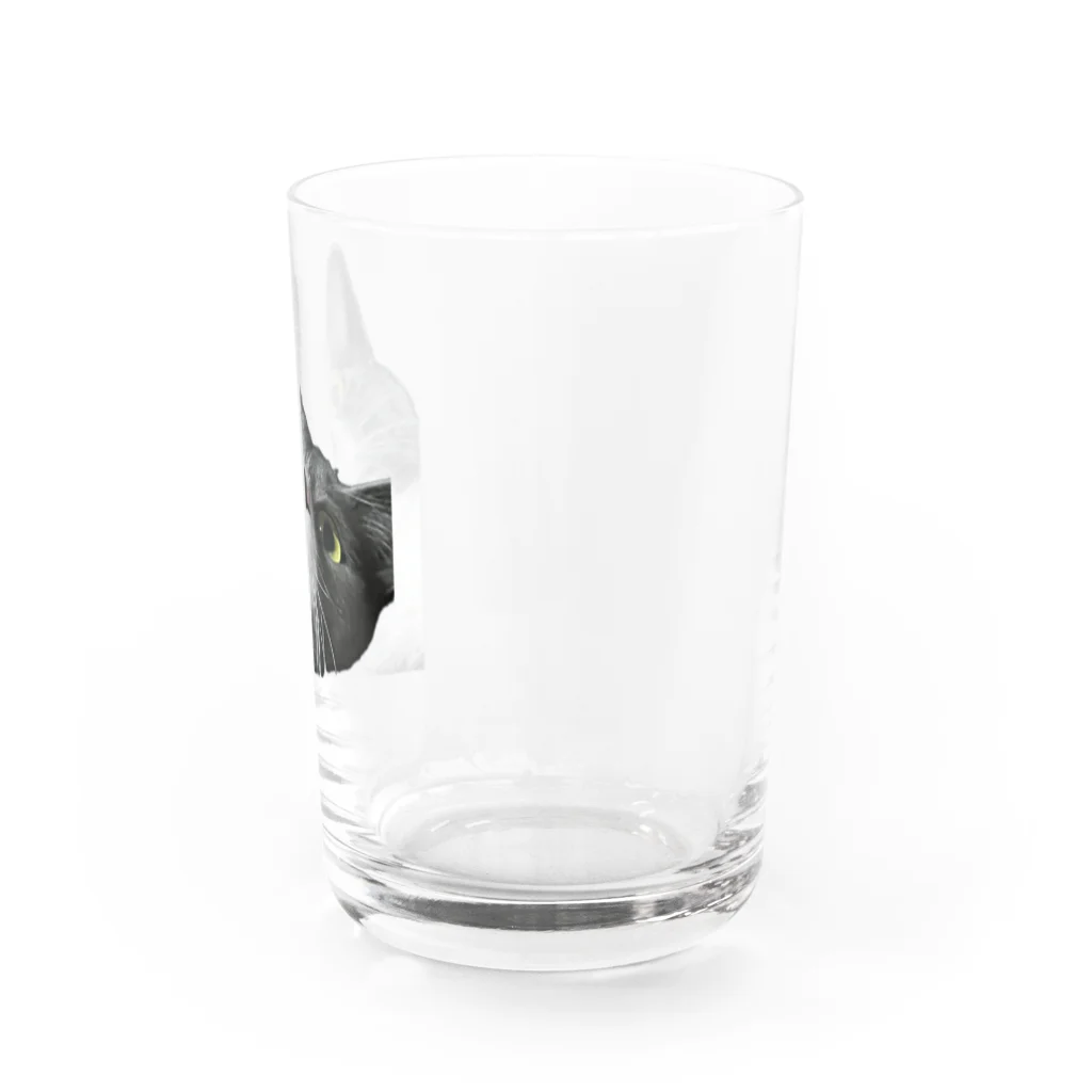 ねこねこねこねこのまままほちゃん Water Glass :right