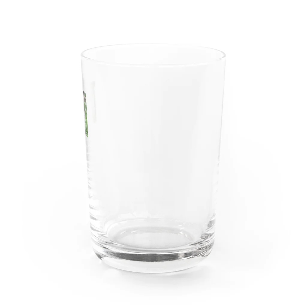 sisyの家ねこ鼻コチョコチョで変顔 Water Glass :right