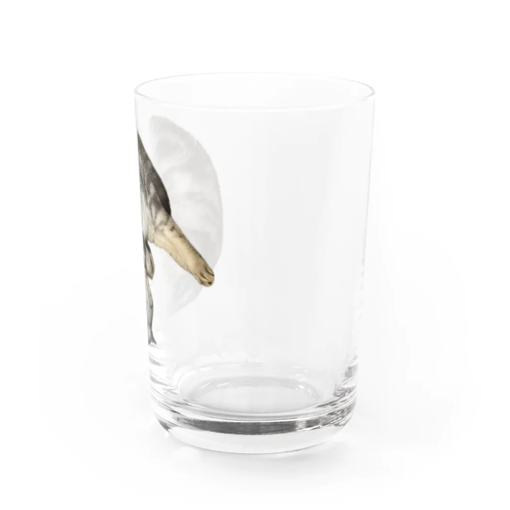 うちの猫ちゃんたちの茹でられたエビみたいなとらと Water Glass :right