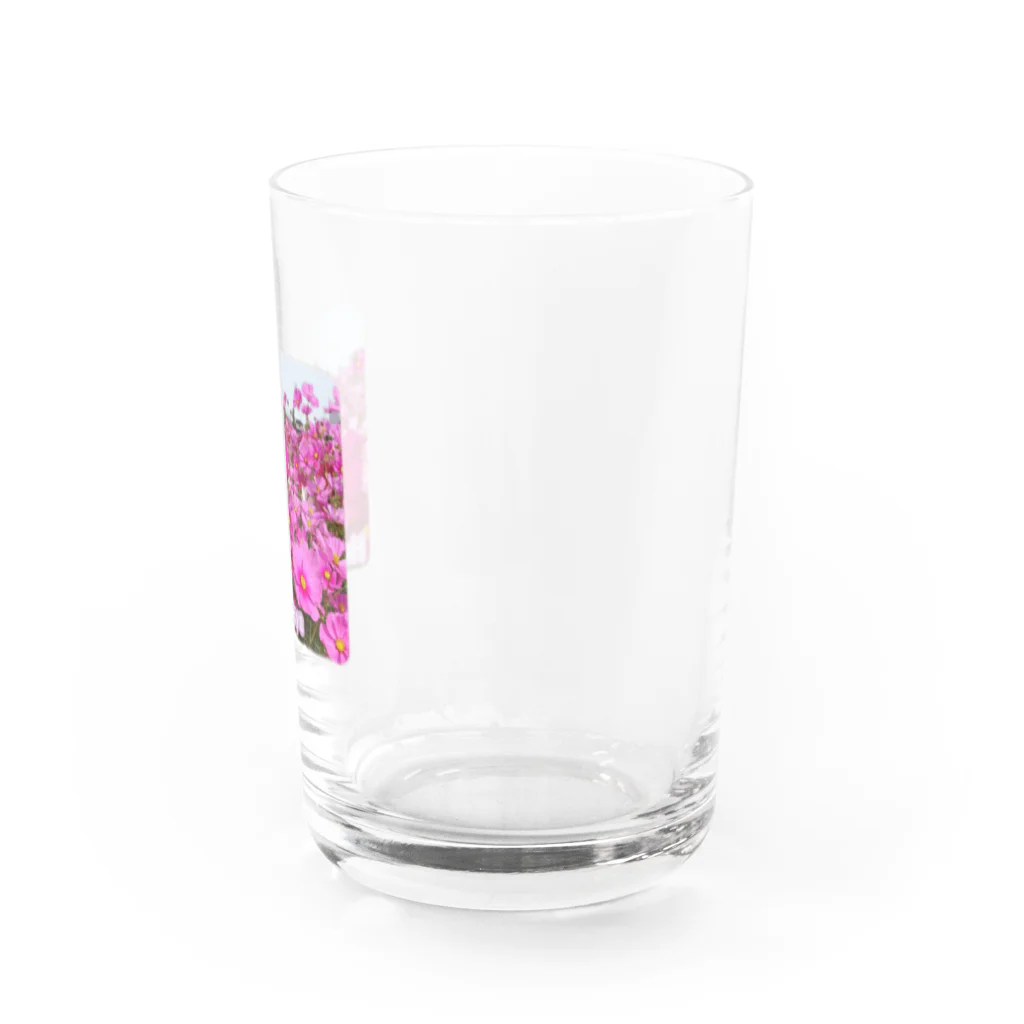 グッズ・ゆきハウス🏠の🌸コスモス、満開！🌸 Water Glass :right