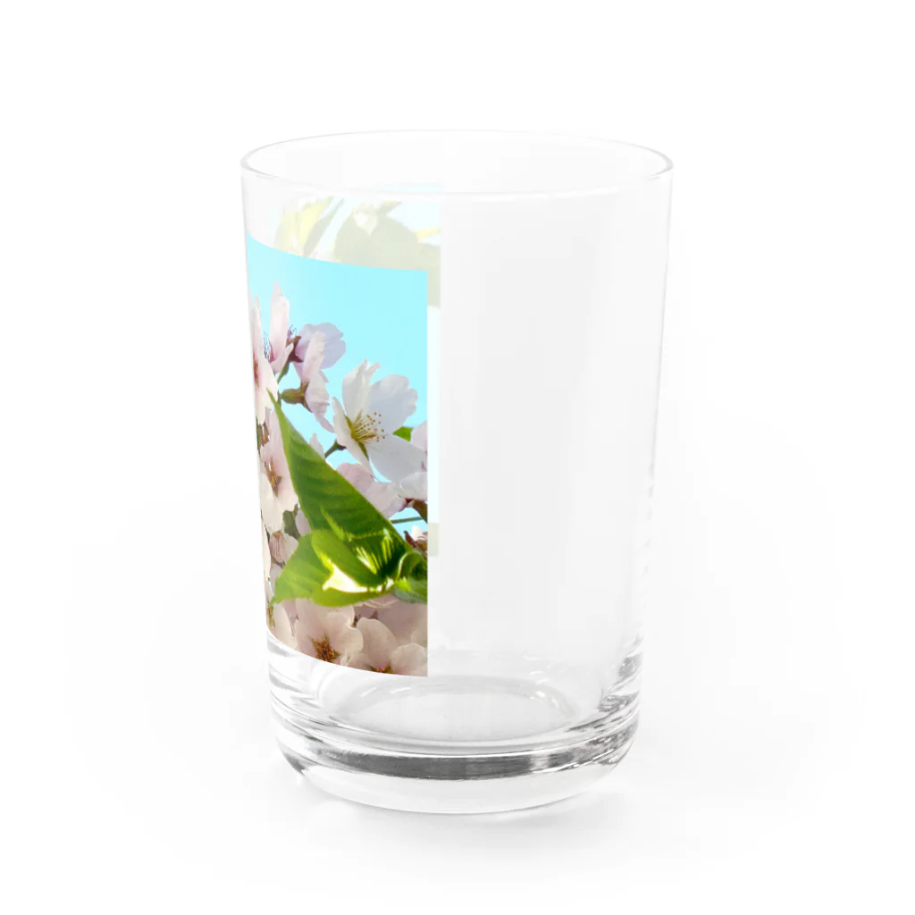 atelier_lapislazuliの桜 Water Glass :right