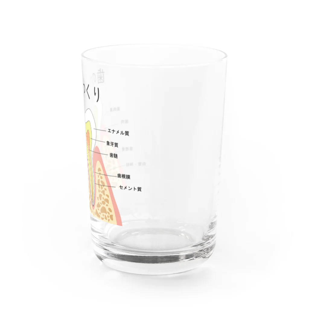 miu8080の歯のつくり Water Glass :right