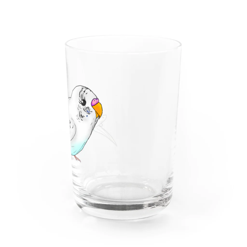 Lily bird（リリーバード）のセキセイインコのピーコちゃん Water Glass :right