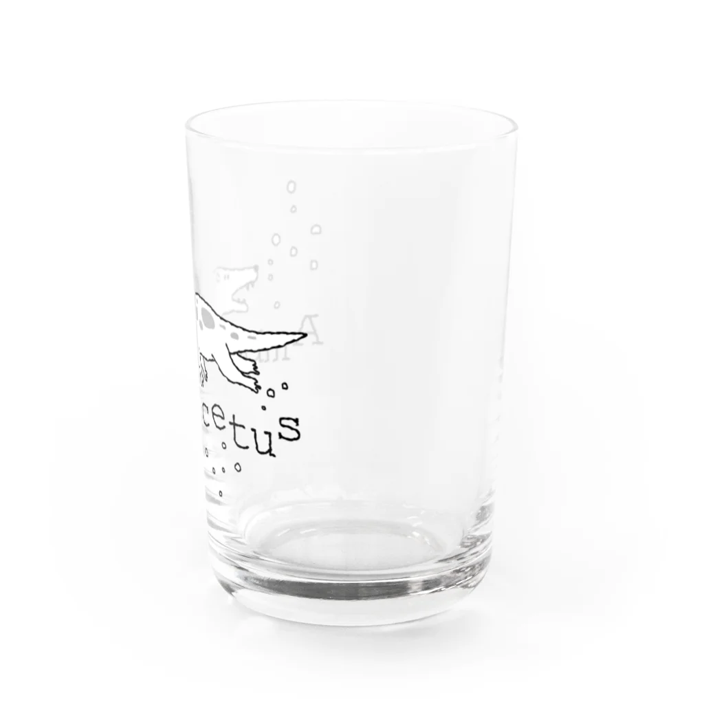 ホリゴメのアンブロケトゥス Water Glass :right