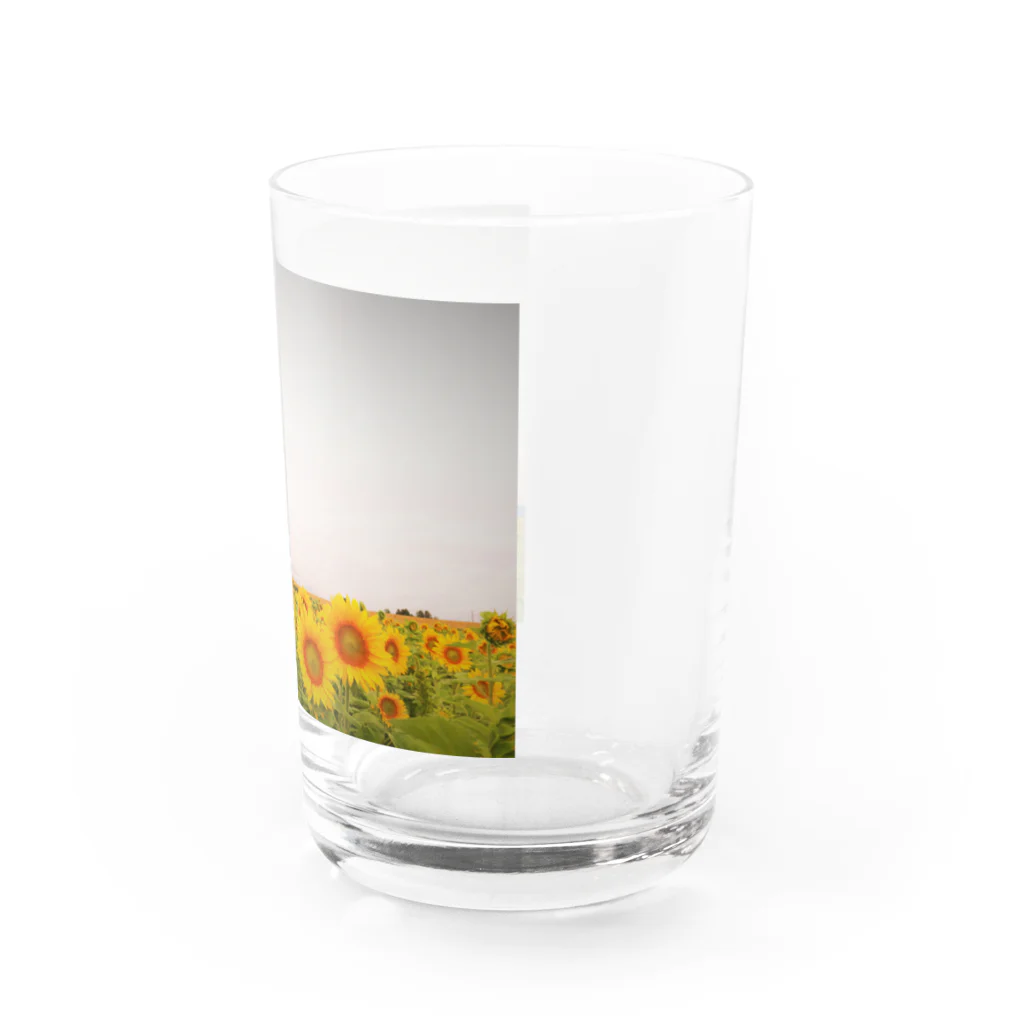 namonaki_hituziのひまわり Water Glass :right