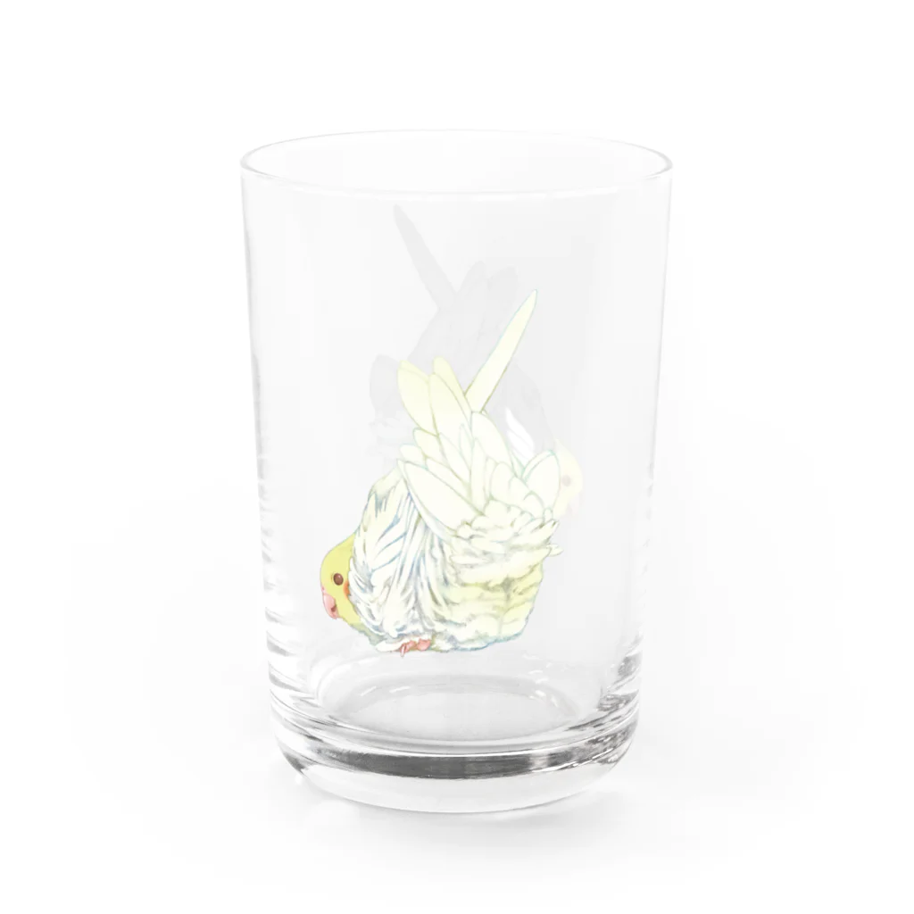 オカメインコ定点観測の（2羽）オカメインコのおしりはふわふわ Water Glass :right