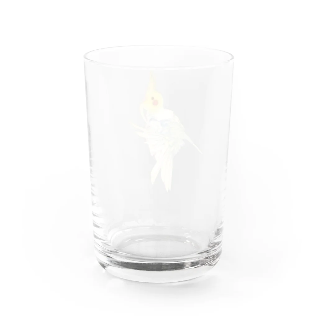 オカメインコ定点観測の尾羽のお手入れオカメインコ Water Glass :right