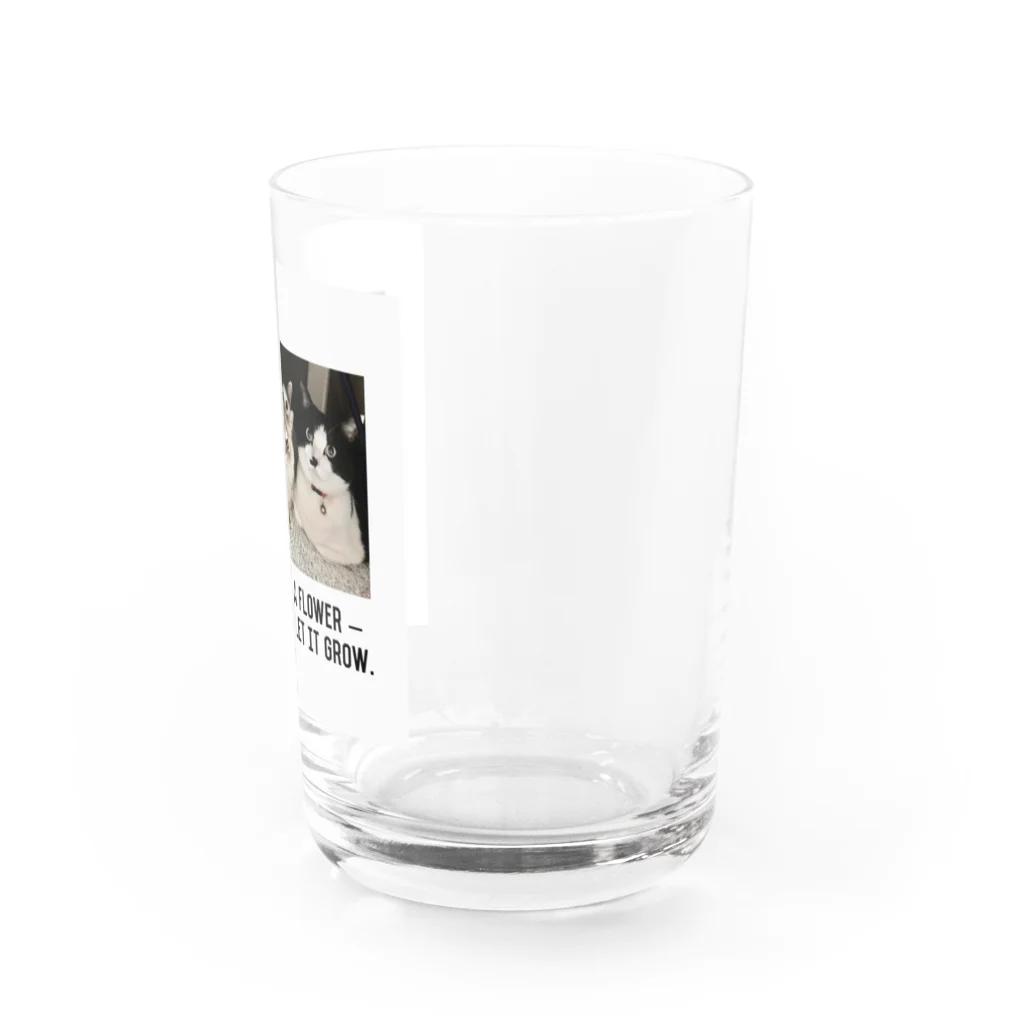 おだちゃんと7匹の猫たちの4兄妹 Water Glass :right