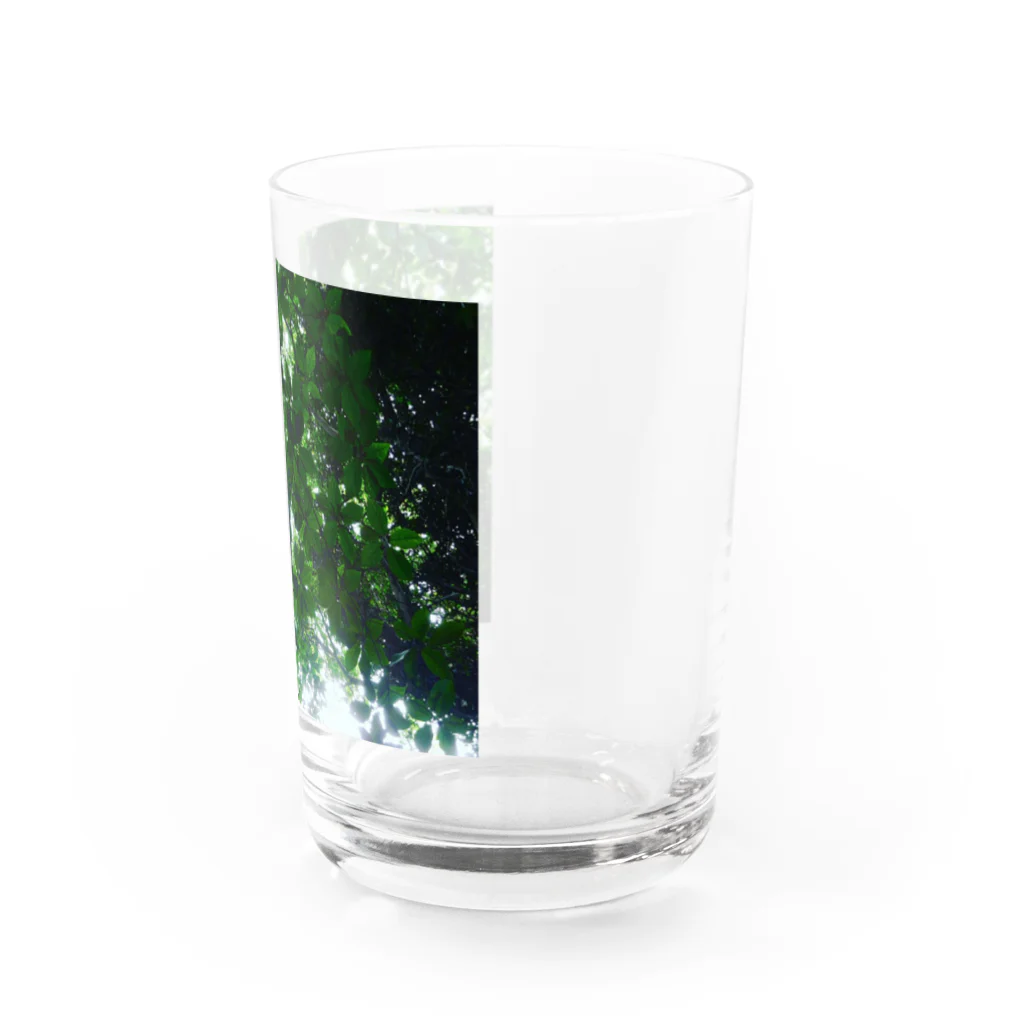 Tesoroの光の葉 Water Glass :right