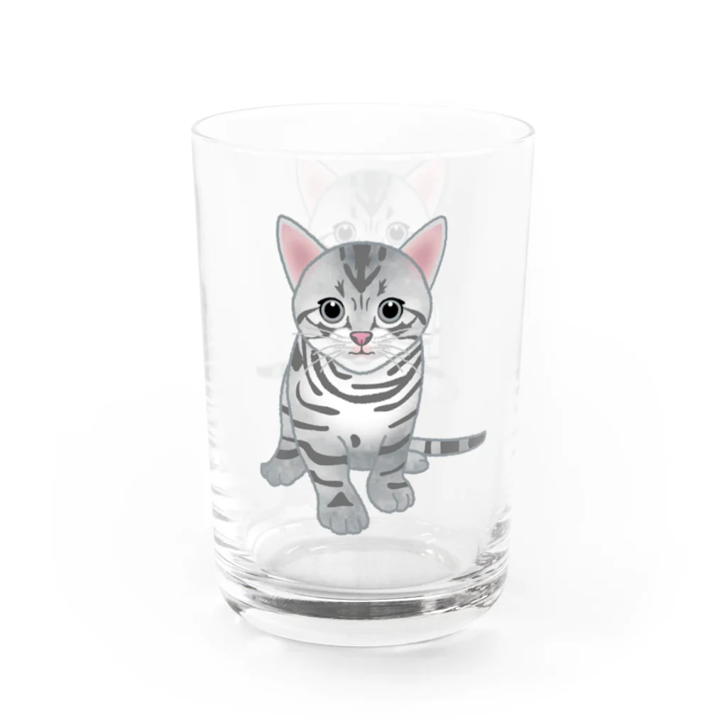 itaxmenworksのもう猫なんて嫌い！アメリカンショートヘア Water Glass :right