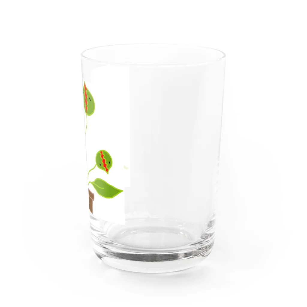 くーまんの部屋🐻のハエトリソウ Water Glass :right