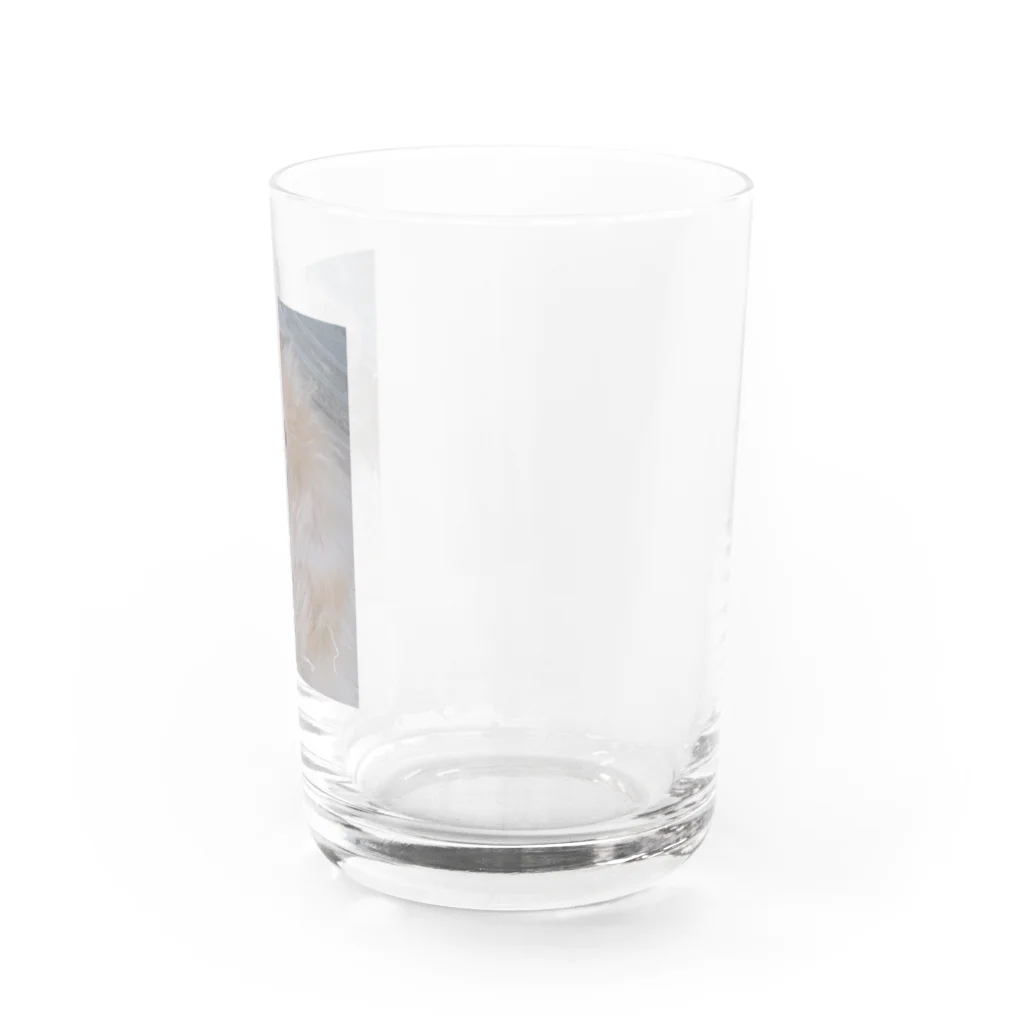 fuukachan316のサテンハムスターのモフ🐹 Water Glass :right