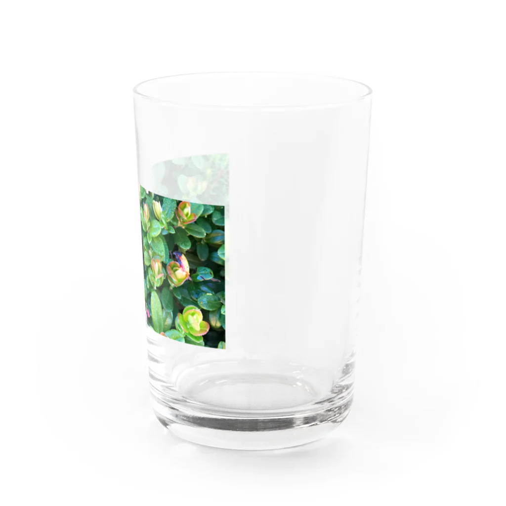 megu0328の乗鞍岳の高山植物 Water Glass :right