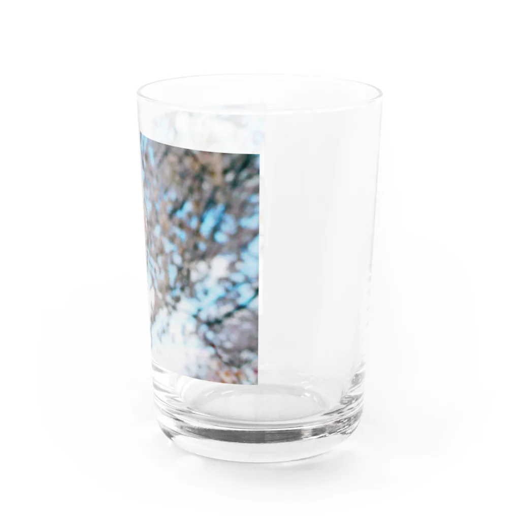 Tio Heartilの満開の桜 Water Glass :right