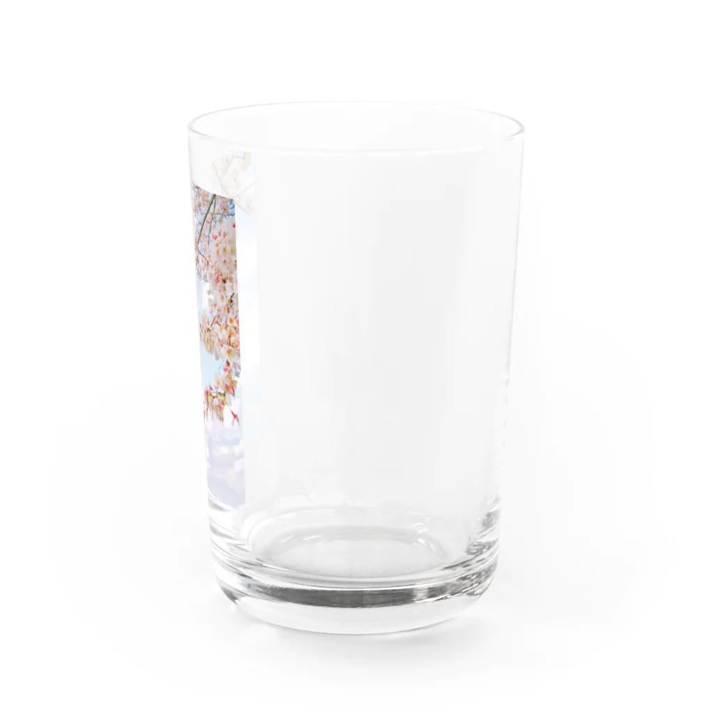 Tio Heartilの空と桜 Water Glass :right