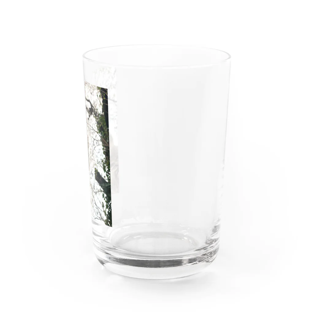 栞月悠@こまいLOVEの桜こまい Water Glass :right