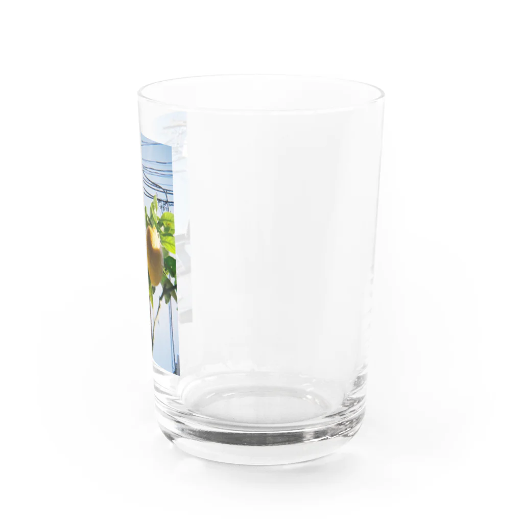 ✶ uopn ✶の檸檬と空 Water Glass :right