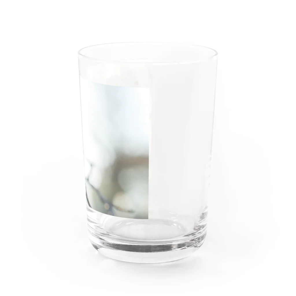 はち / きまぐれハチログの白い梅 Water Glass :right