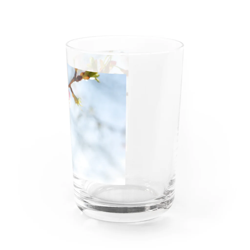 はち / きまぐれハチログの桜 Water Glass :right