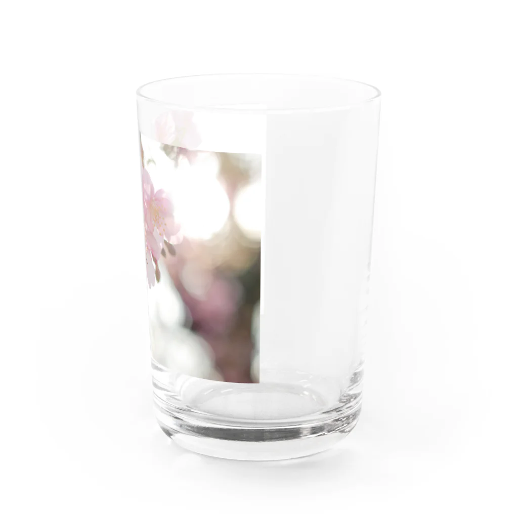 はち / きまぐれハチログのさくら Water Glass :right