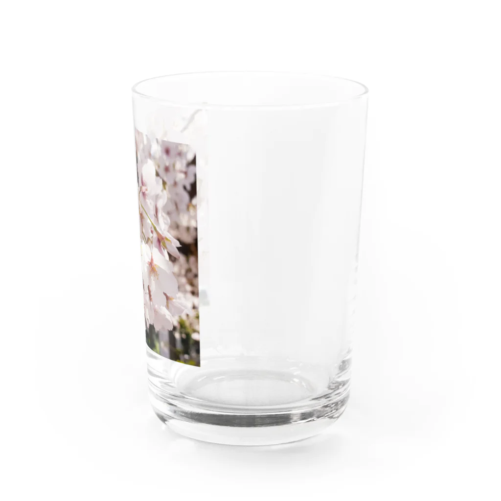 れなの桜・さくら・サクラ Water Glass :right