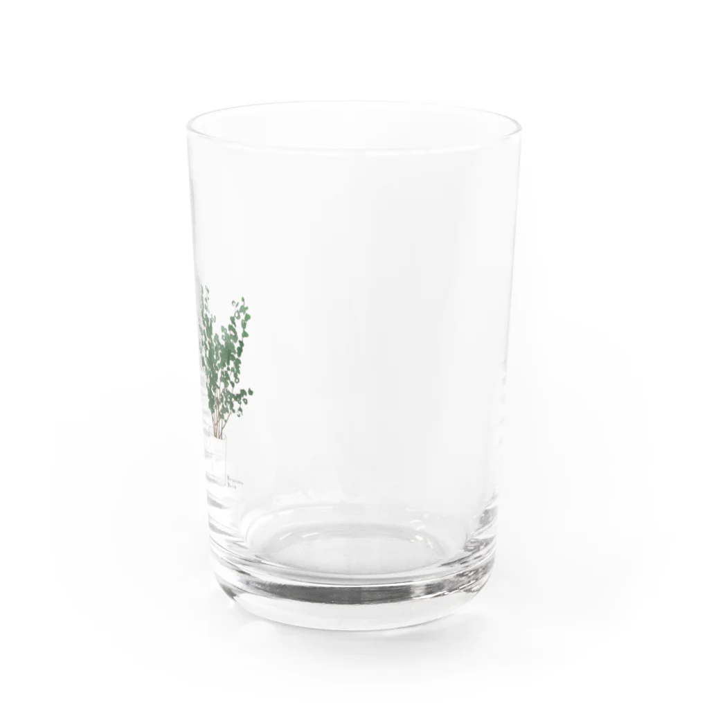 しおりのベンジャミンバロック Water Glass :right