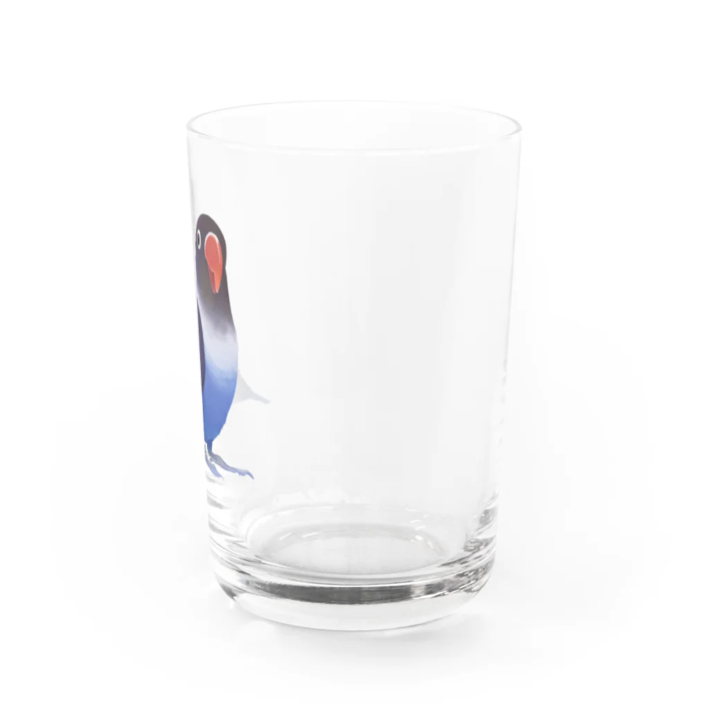 まめるりはことりのボタンインコ　おすましコバルトブルー【まめるりはことり】 Water Glass :right