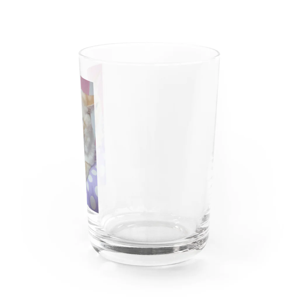 ねことお休みどころ　しらたまの【シャム氏】クリアコップ Water Glass :right