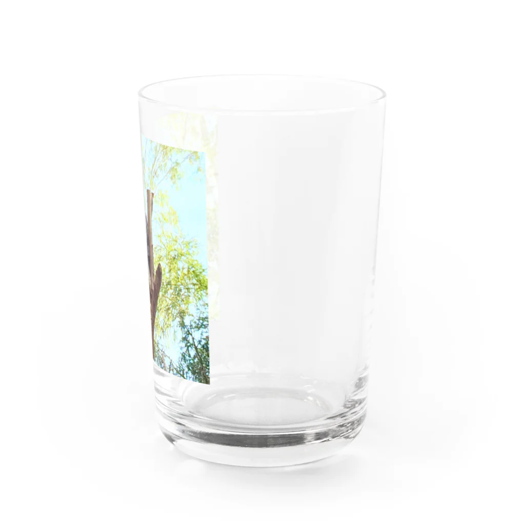 ゆっぴーの森 〜ゆるふわと安らぎ〜のコアラの眠り 〜シドニーLimited〜 Water Glass :right