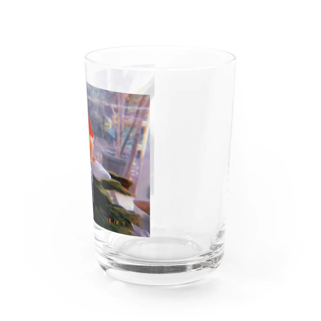 chavezの金魚 Water Glass :right