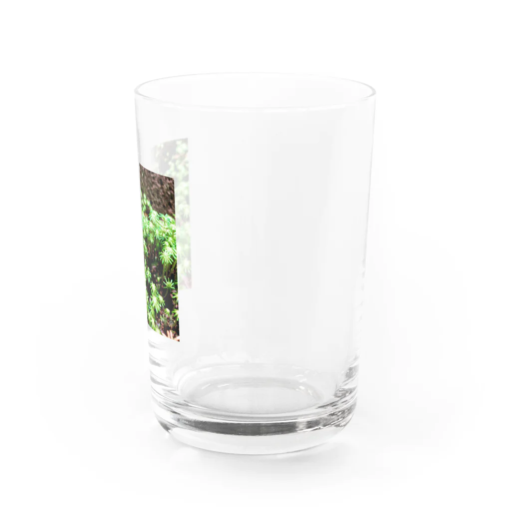 POTSUNEN の小さな世界 Water Glass :right