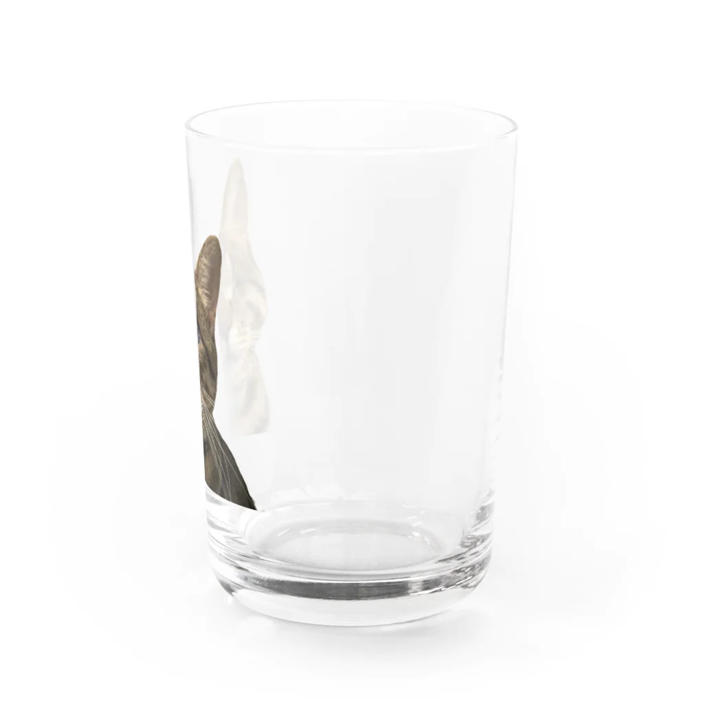 みけ（猫たつえ製作所/闇と肉球。）の千景一歳記念 Water Glass :right